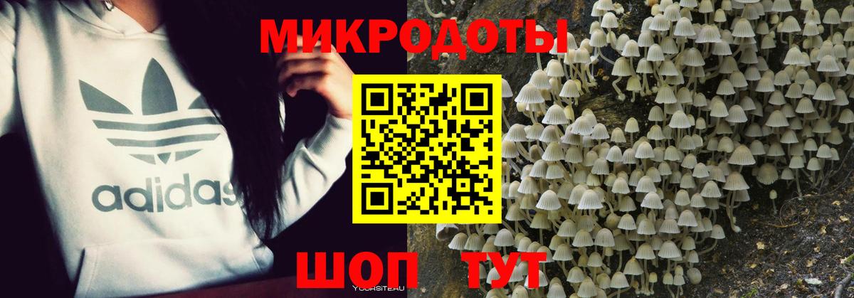 Псилоцибиновые грибы Psilocybe  Белореченск 